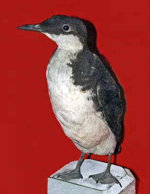 File:Alcidae - Synthliboramphus craveri.JPG