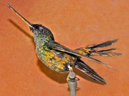 File:Trochilidae - Coeligena bonapartei.JPG