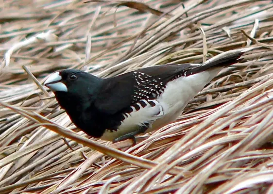 File:Black-and-white Mannikin (Spermestes bicolor) (7699911414), crop.jpg