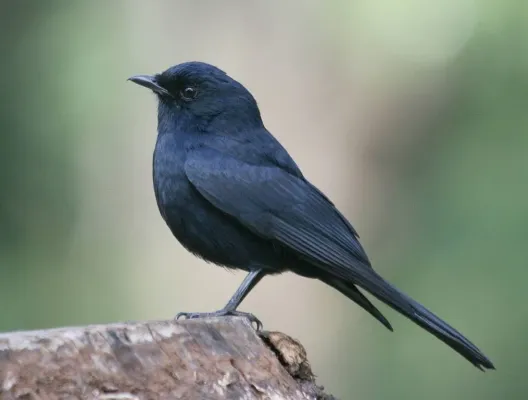 File:Southern Black-Flycatcher (Melaenornis pammelaina).jpg