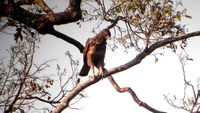File:Nisaetus philippensis.jpg