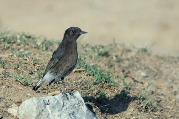 File:Traquet rieur Oenanthe leucura - Black Wheatear (Ichkeul).jpg