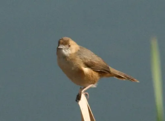 File:Red-faced Cisticola (Cisticola erythrops).jpg