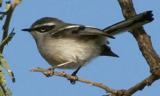 File:Fairy Flycatcher (Stenostira scita).jpg