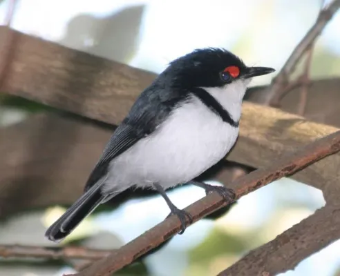 File:Black-throated Wattle-eye (Platysteira peltata) from side.jpg