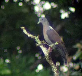 File:Delegorgues Pigeon (Columba delegorguei) in tree.jpg