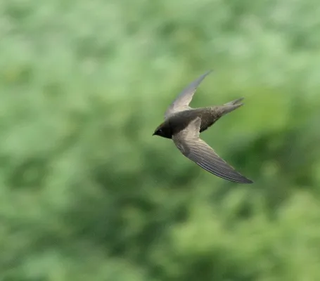 File:African Black Swift (Apus barbatus) in flight, above and side view.jpg