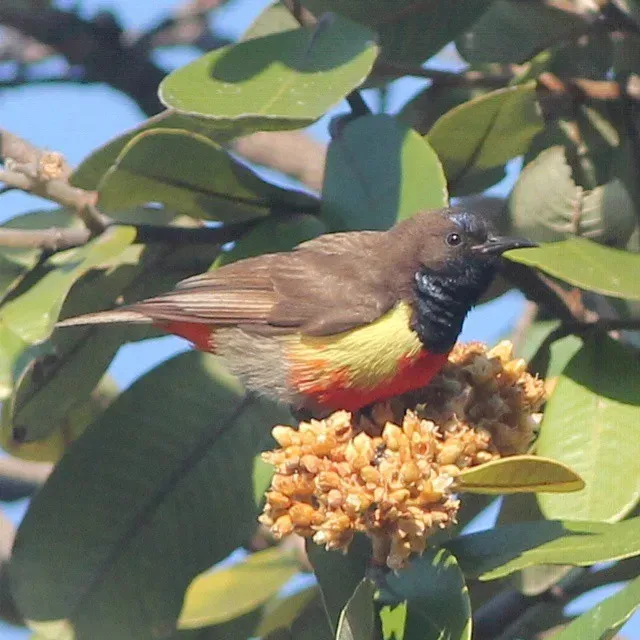 File:Anthreptes anchietae, Cuchi, Birding Weto, a.jpg