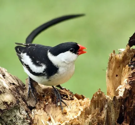 File:Pin-tailed Whydah (Vidua macroura).jpg