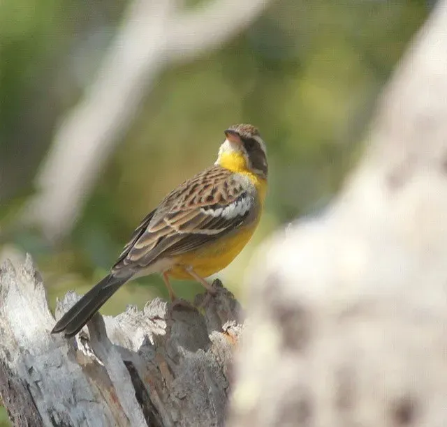 File:Emberiza cabanisi cognominata, Menongue, Birding Weto, a.jpg