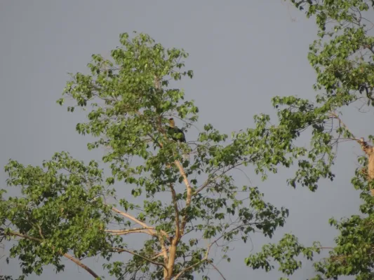 File:Great Hornbill - Buceros bicornis DSC02689.jpg