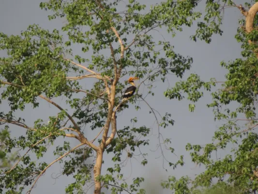 File:Great Hornbill - Buceros bicornis DSC02692.jpg