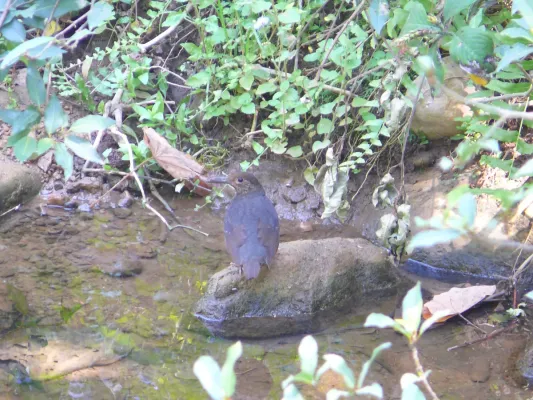 File:Long-billed Thrush - Zoothera monticola Apr07 100.jpg