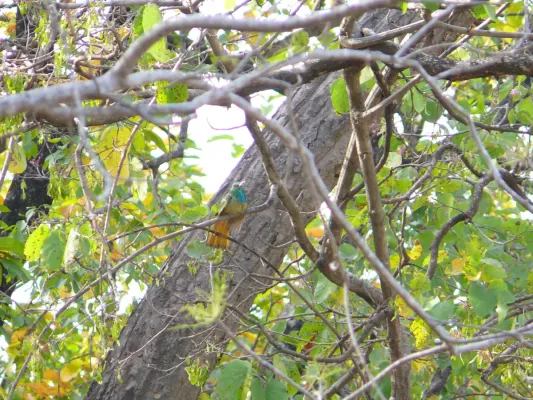 File:Blue-bearded Bee-eater - Nyctyornis athertoni - Apr07 129.jpg