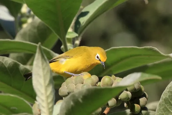 File:Yellow white-eye (Zosterops senegalensis).jpg
