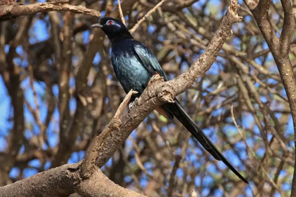 File:Bristle-crowned starling (Onychognathus salvadorii).jpg