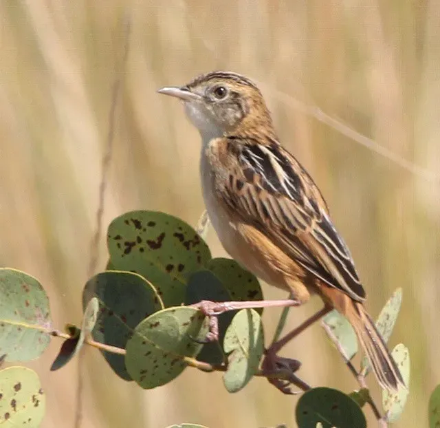 File:Cisticola dambo, Longa, Birding Weto, a.jpg