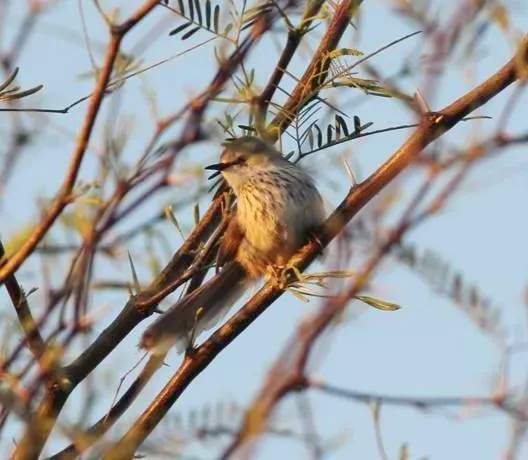 File:Phragmacia substriata, Brandvlei, Birding Weto, a.jpg