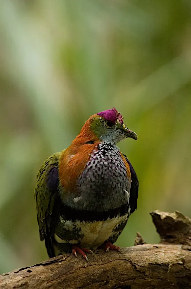 File:Superb Fruit-dove (Ptilinopus superbus).jpg