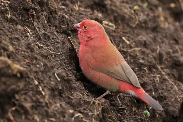File:Red-billed firefinch (Lagonosticta senegala ruberrima) male.jpg