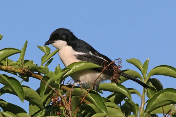 File:Tropical boubou (Laniarius major ambiguus).jpg