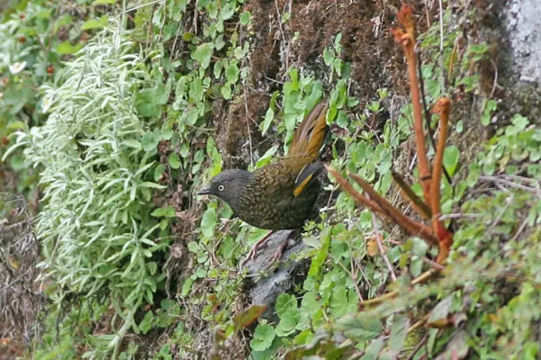 File:Trochalopteron subunicolor, Sengar to Limethang Road, Bhutan 1.jpg