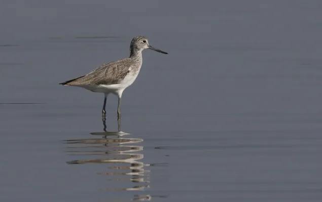 File:Tringa nebularia - Common Greenshank, Adana 2016-11-5 05-7.jpg