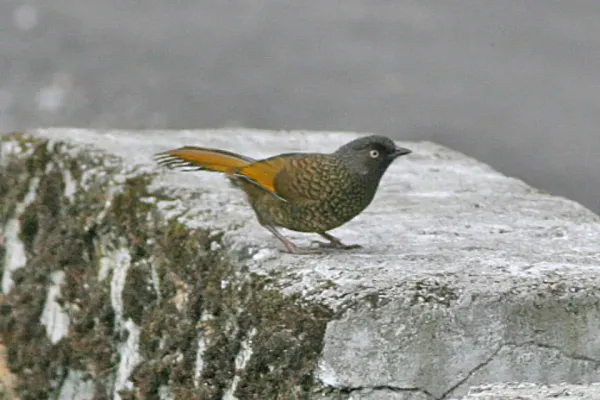 File:Trochalopteron subunicolor, Sengar to Limethang Road, Bhutan 2.jpg