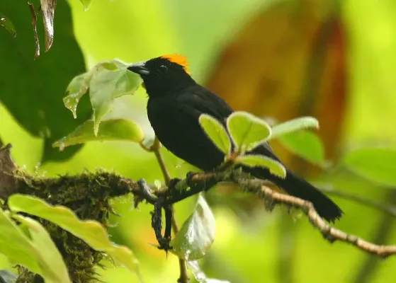 File:Tachyphonus delatrii -Costa Rica-6.jpg