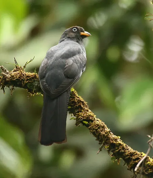 File:Trogon clathratus - (female) -Costa Rica-6.jpg