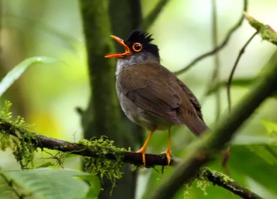 File:Catharus mexicanus -Costa Rica-8.jpg