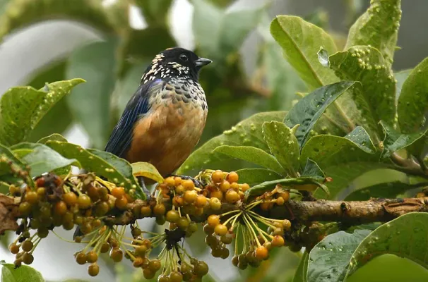 File:Tangara dowii -Costa Rica-8.jpg