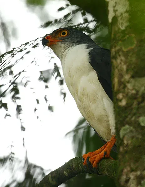 File:Leucopternis semiplumbeus -Costa Rica-8.jpg