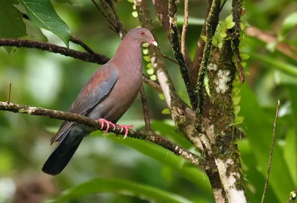 File:Patagioenas flavirostris -Costa Rica-8.jpg