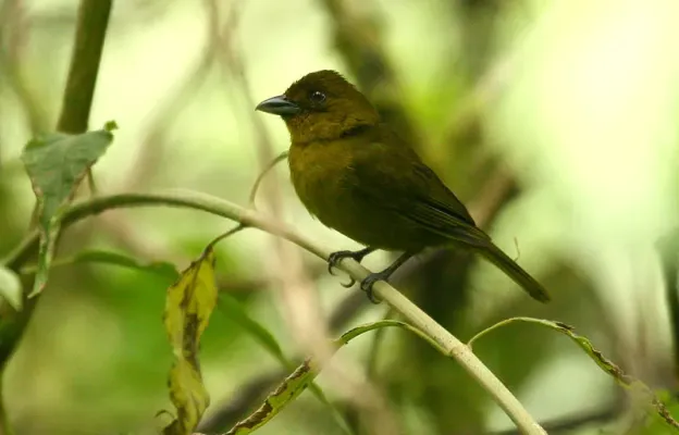 File:Chlorothraupis carmioli -Costa Rica-8.jpg