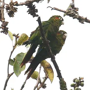 File:Pyrrhura hoffmanni -Costa Rica-4-4c.jpg