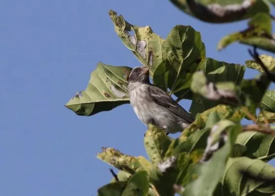 File:Crithagra mennelli, Cecil Kop, Mutare, Birding Weto, a.jpg