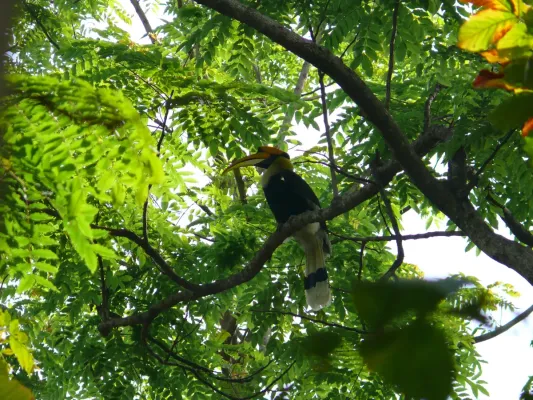 File:Great Hornbill - Buceros bicornis - P1030671.jpg