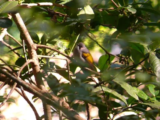 File:Ashy Bulbul - Hemixos flavala - P1020698.jpg