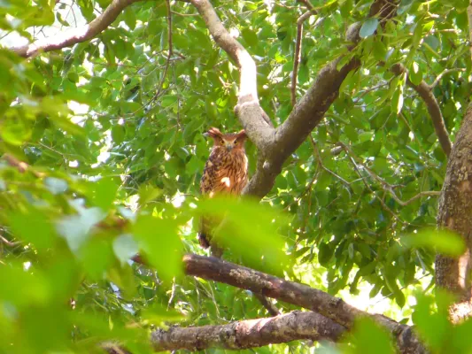 File:Tawny Fish Owl - Ketupa flavipes - P1020707.jpg