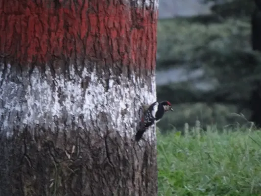 File:Himalayan Woodpecker - Dendrocopos himalayensis - DSC03246.jpg