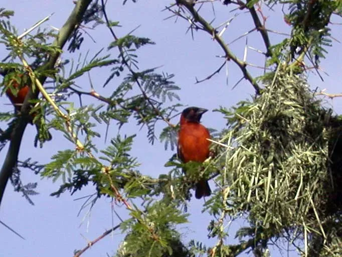 File:Ploceus-rubiginosus-1.jpg