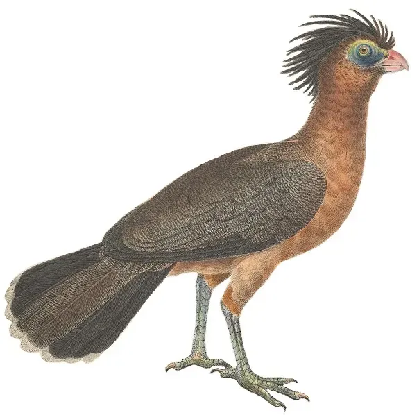 File:Avium Species Novae (Nothocrax urumutum).jpg