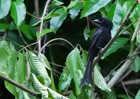 File:Andaman Drongo (Dicrurus andamanensis) in tree.jpg