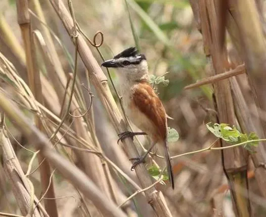 File:Bocagia minuta subsp remotus, Caia, Birding Weto, a.jpg