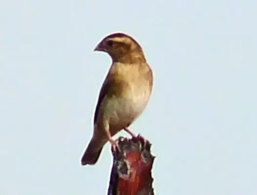 File:Vidua chalybeata (cropped).jpg
