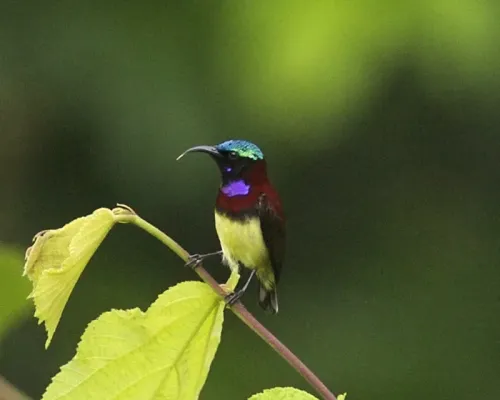 File:Crimson-backed Sunbird (Leptocoma minima)-6.jpg