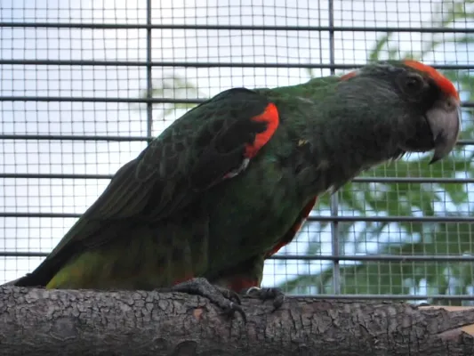 File:Poicephalus gulielmi -captivity-4.jpg