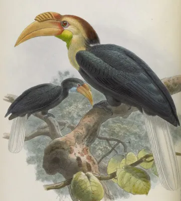 File:Rhyticeros subruficollis.jpg