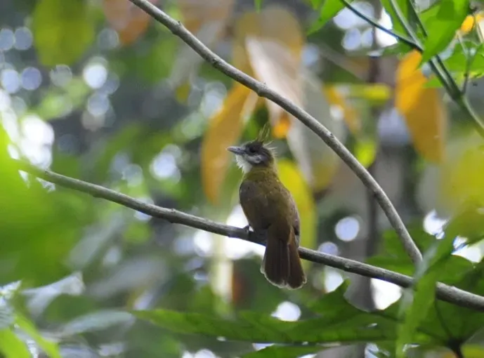 File:White-throated Bulbul (Alophoixus flaveolus) in tree, from behind.jpg